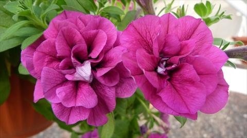 Foto de variedad de flores para ser usadas como: Maceta, planta de temporada, patio Petunia Happy® Double Purple