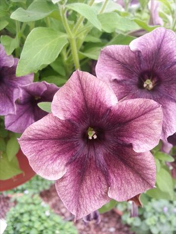 Foto de variedad de flores para ser usadas como: Maceta, planta de temporada, patio Petunia Happy Magic Dark Caramel Star