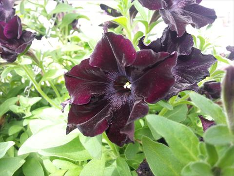 Foto de variedad de flores para ser usadas como: Maceta, planta de temporada, patio Petunia Happy Magic Black Star