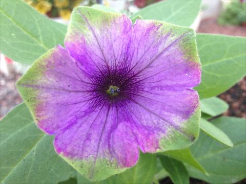 Foto de variedad de flores para ser usadas como: Maceta, planta de temporada, patio Petunia Happy Magic Blue with Green Edge