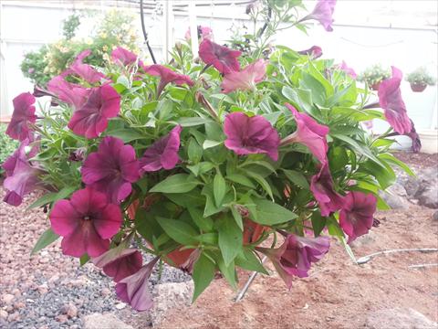 Foto de variedad de flores para ser usadas como: Maceta, planta de temporada, patio Petunia Happy Magic Bordeaux
