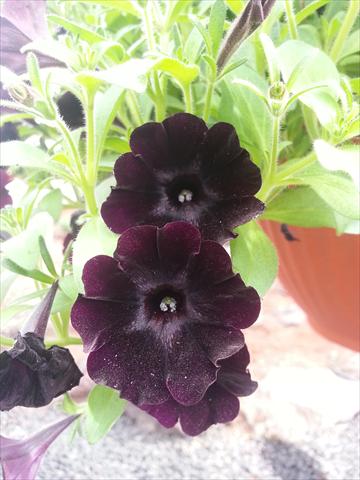 Foto de variedad de flores para ser usadas como: Maceta, planta de temporada, patio Petunia Happy Magic Charocal Black