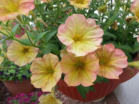 Foto de variedad de flores para ser usadas como: Maceta, planta de temporada, patio Petunia Happy Magic Cremissimo
