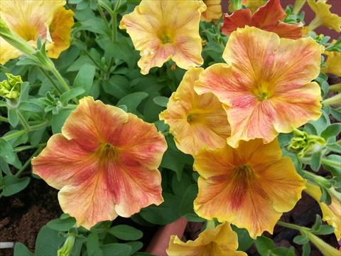 Foto de variedad de flores para ser usadas como: Maceta, planta de temporada, patio Petunia Happy Magic Giant Dijon