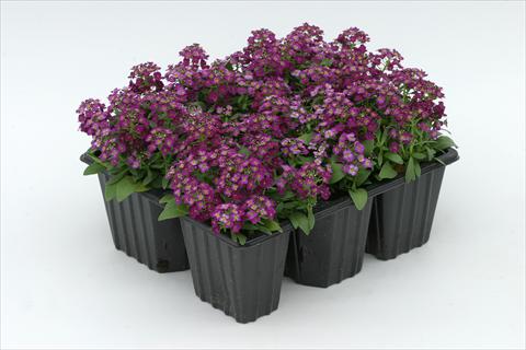 Foto de variedad de flores para ser usadas como: Planta de temporada / borde del macizo Alyssum maritimum Golf Violet