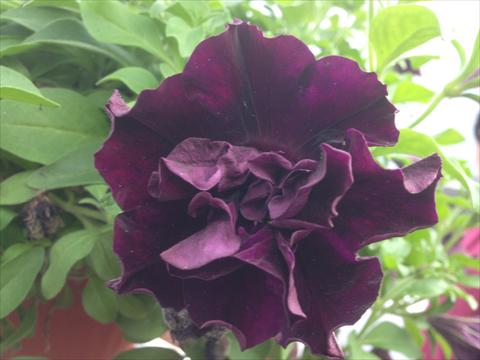Foto de variedad de flores para ser usadas como: Maceta, planta de temporada, patio Petunia Happy Magic Double Dark Velvet