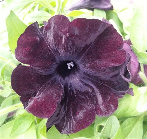 Foto de variedad de flores para ser usadas como: Maceta, planta de temporada, patio Petunia Happy Magic Giant Black Bordeaux