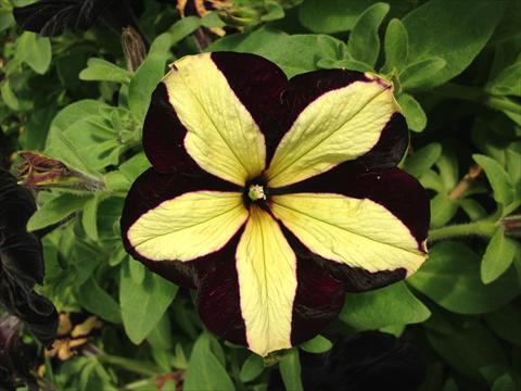 Foto de variedad de flores para ser usadas como: Maceta, planta de temporada, patio Petunia Happy Magic Giant Velvet