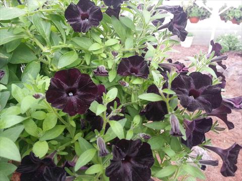 Foto de variedad de flores para ser usadas como: Maceta, planta de temporada, patio Petunia Happy Magic Mini Black