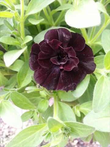 Foto de variedad de flores para ser usadas como: Maceta, planta de temporada, patio Petunia Happy Magic Mini Double Black