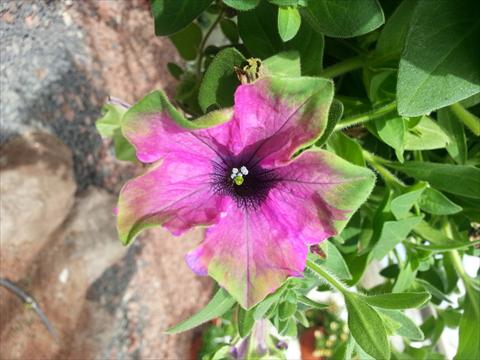 Foto de variedad de flores para ser usadas como: Maceta, planta de temporada, patio Petunia Happy Magic Purple with Green Edge