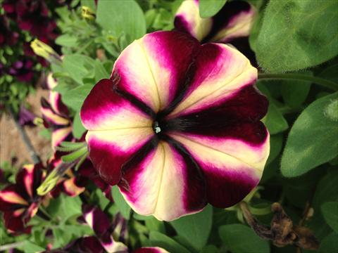 Foto de variedad de flores para ser usadas como: Maceta, planta de temporada, patio Petunia Happy Magic Vanilla Raspberry Star