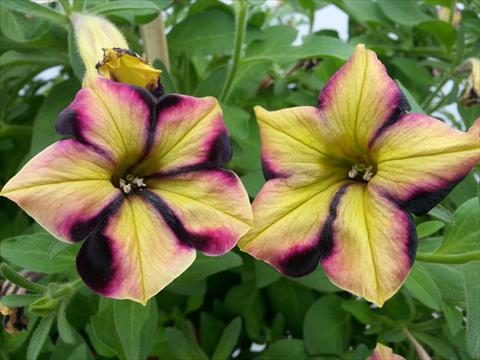 Foto de variedad de flores para ser usadas como: Maceta, planta de temporada, patio Petunia Happy Magic Yellow Raspberry Star