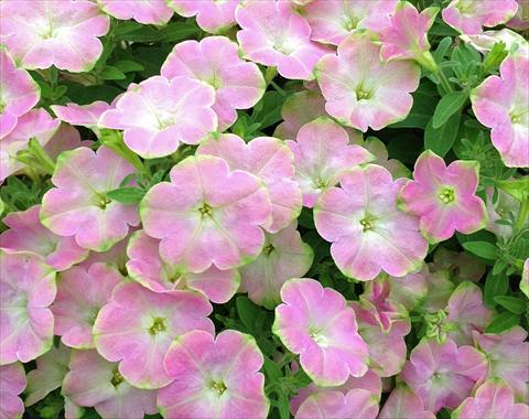 Foto de variedad de flores para ser usadas como: Maceta, planta de temporada, patio Petunia Kermit Baby