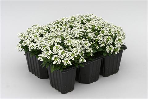 Foto de variedad de flores para ser usadas como: Planta de temporada / borde del macizo Alyssum maritimum Golf White