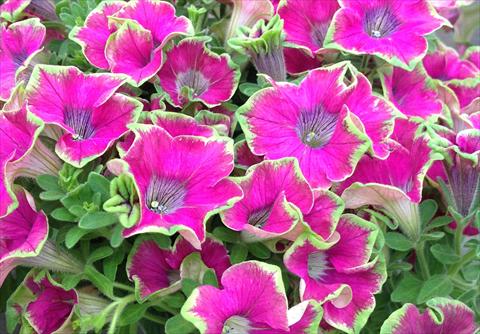 Foto de variedad de flores para ser usadas como: Maceta, planta de temporada, patio Petunia Kermit Purple