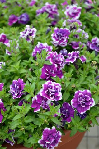Foto de variedad de flores para ser usadas como: Maceta, planta de temporada, patio Petunia Mini Me Double Purple Picotee