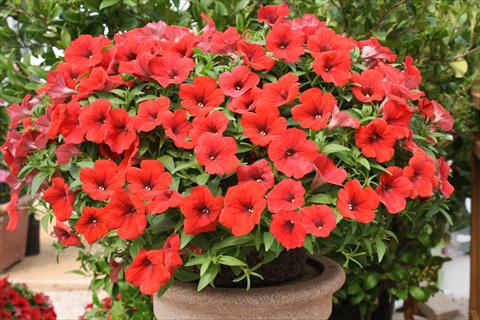 Foto de variedad de flores para ser usadas como: Maceta, planta de temporada, patio Petunia Surfinia® Baby Deep Red