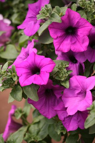 Foto de variedad de flores para ser usadas como: Maceta, planta de temporada, patio Petunia Surfinia® Blue Topaz