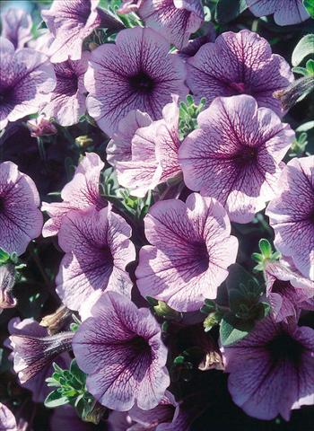 Foto de variedad de flores para ser usadas como: Maceta, planta de temporada, patio Petunia Surfinia® Blue Veined