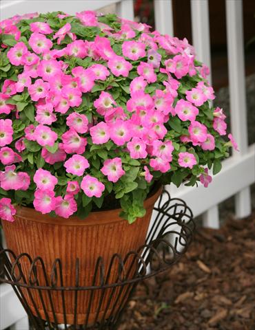 Foto de variedad de flores para ser usadas como: Maceta, planta de temporada, patio Petunia Surfinia® Bouquet Pink Morn