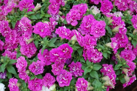 Foto de variedad de flores para ser usadas como: Maceta, planta de temporada, patio Petunia Surfinia® Double Purple