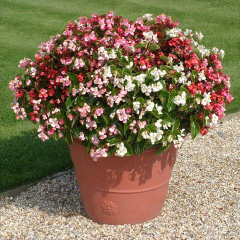 Foto de variedad de flores para ser usadas como: Planta de temporada / borde del macizo Begonia semperflorens Stara miscuglio