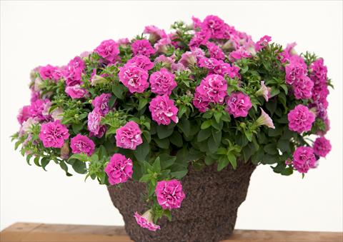 Foto de variedad de flores para ser usadas como: Maceta, planta de temporada, patio Petunia Surfinia® Double Rose