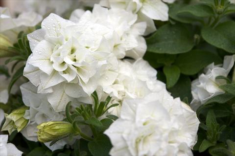 Foto de variedad de flores para ser usadas como: Maceta, planta de temporada, patio Petunia pendula Surfinia® Double White