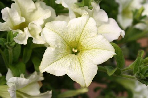 Foto de variedad de flores para ser usadas como: Maceta, planta de temporada, patio Petunia Surfinia® Lime