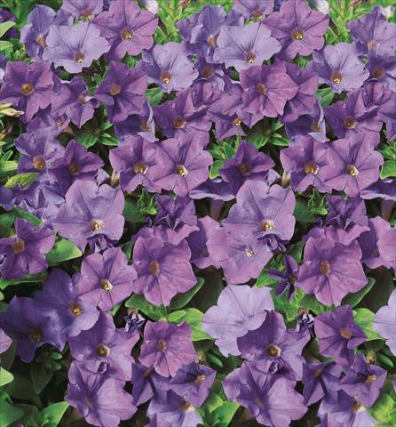 Foto de variedad de flores para ser usadas como: Maceta, planta de temporada, patio Petunia Surfinia® Patio Blue