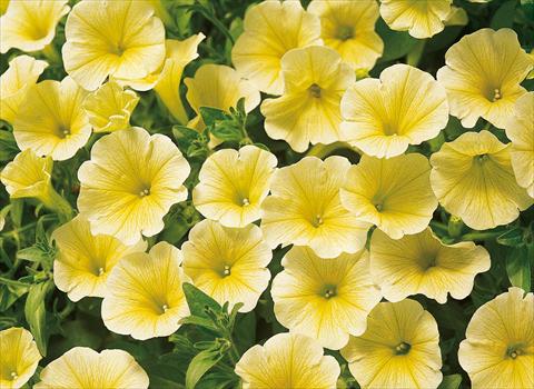Foto de variedad de flores para ser usadas como: Maceta, planta de temporada, patio Petunia Surfinia® Victorian Yellow