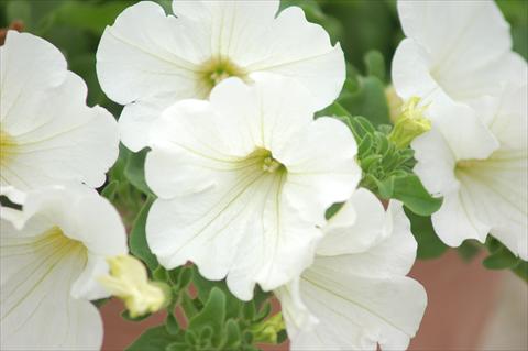 Foto de variedad de flores para ser usadas como: Maceta, planta de temporada, patio Petunia Surfinia® White Imp