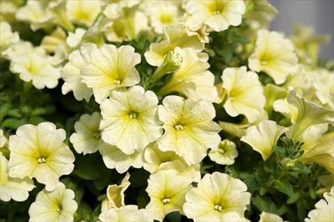 Foto de variedad de flores para ser usadas como: Maceta, planta de temporada, patio Petunia Surfinia® Yellow
