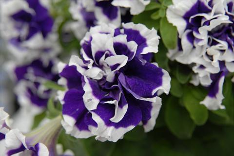 Foto de variedad de flores para ser usadas como: Maceta, planta de temporada, patio Petunia Sylvana Double King