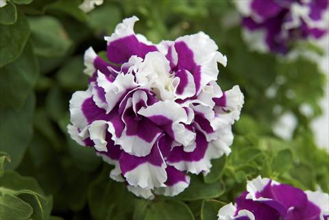 Foto de variedad de flores para ser usadas como: Maceta, planta de temporada, patio Petunia Sylvana Double Queen