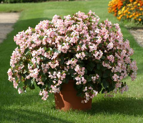 Foto de variedad de flores para ser usadas como: Planta de temporada / borde del macizo Begonia semperflorens Stara Pink