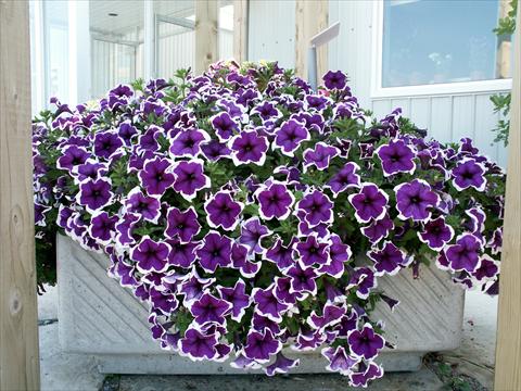 Foto de variedad de flores para ser usadas como: Maceta, planta de temporada, patio Petunia Sylvana King