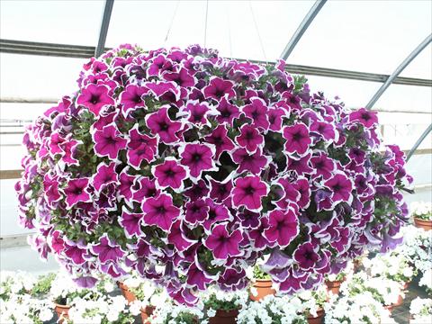 Foto de variedad de flores para ser usadas como: Maceta, planta de temporada, patio Petunia Sylvana Queen