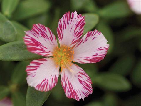 Foto de variedad de flores para ser usadas como:  Portulaca oleracea Duet Candy Stripe