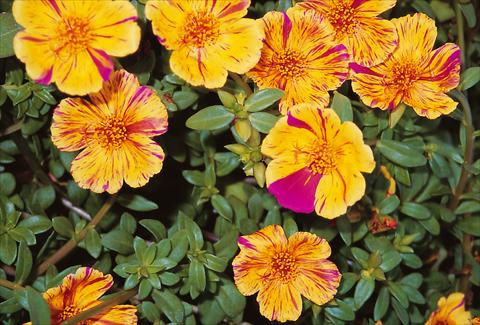 Foto de variedad de flores para ser usadas como:  Portulaca oleracea Duet Golden Sunrise