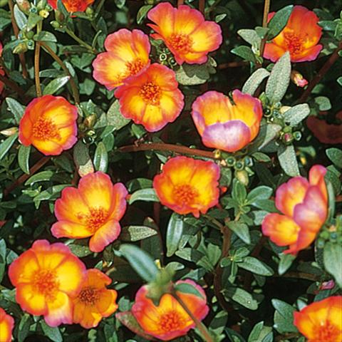 Foto de variedad de flores para ser usadas como:  Portulaca oleracea Duet Red on Yellow