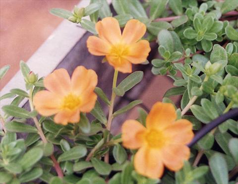 Foto de variedad de flores para ser usadas como: Planta de temporada, patio, Tarrina de colgar Portulaca Apricot