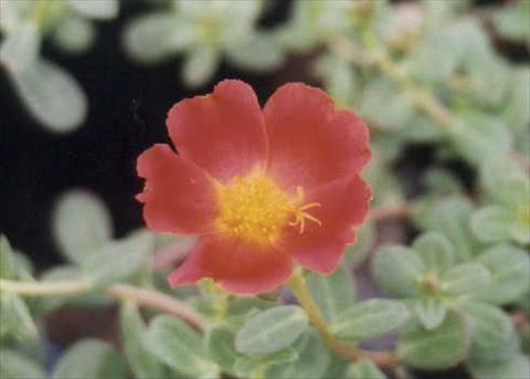 Foto de variedad de flores para ser usadas como: Planta de temporada, patio, Tarrina de colgar Portulaca Grand Cherise Red