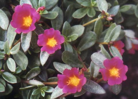 Foto de variedad de flores para ser usadas como: Planta de temporada, patio, Tarrina de colgar Portulaca Grand Lilac