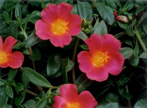 Foto de variedad de flores para ser usadas como: Planta de temporada, patio, Tarrina de colgar Portulaca Red