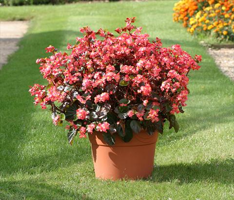 Foto de variedad de flores para ser usadas como: Planta de temporada / borde del macizo Begonia semperflorens Stara Red