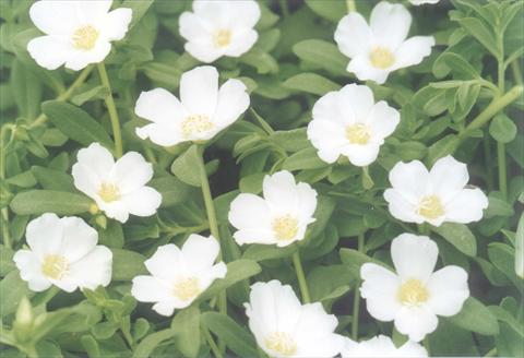 Foto de variedad de flores para ser usadas como: Planta de temporada, patio, Tarrina de colgar Portulaca White