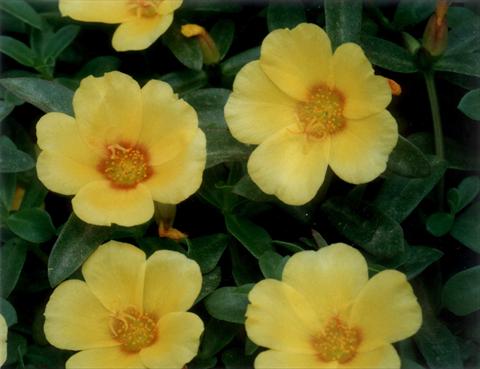 Foto de variedad de flores para ser usadas como: Planta de temporada, patio, Tarrina de colgar Portulaca Yellow