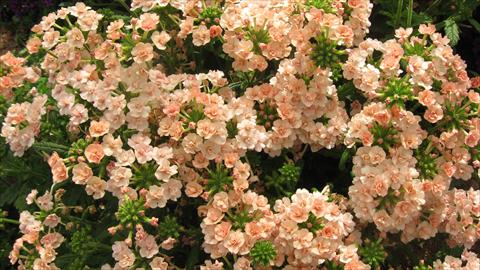 Foto de variedad de flores para ser usadas como: Maceta, patio, Tarrina de colgar Verbena Corsage Peach